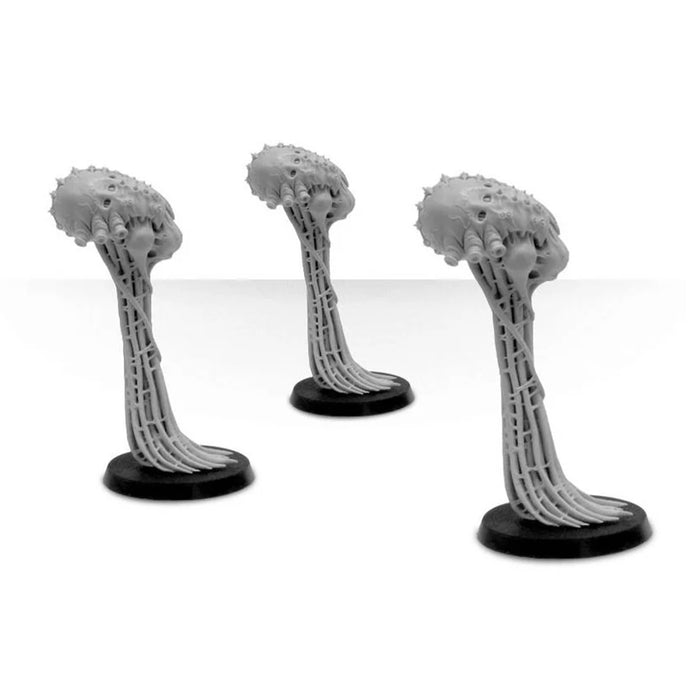 Meiotic Spore